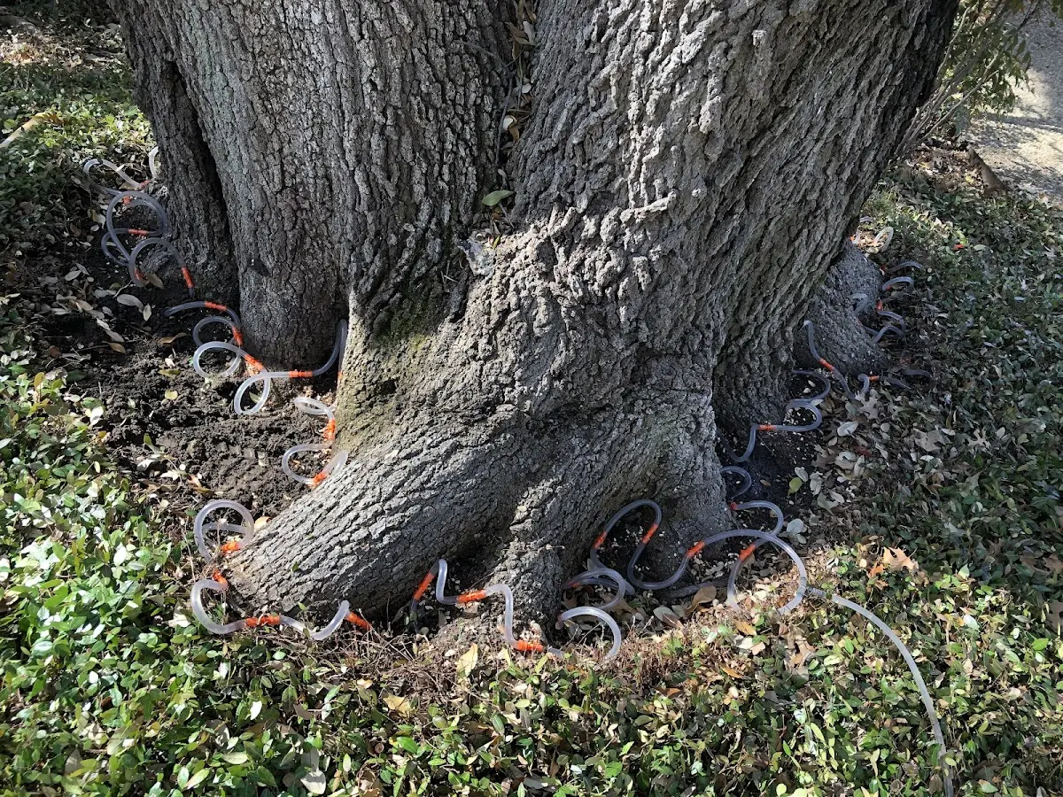 Detailed Tree Cabling and Bracing job site in Meadow Creek