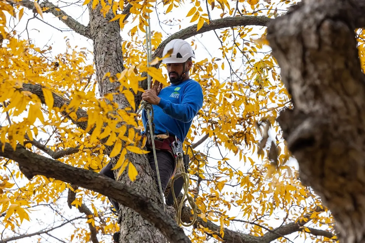 Skilled Tree Transplanting crew working in Meadow Creek