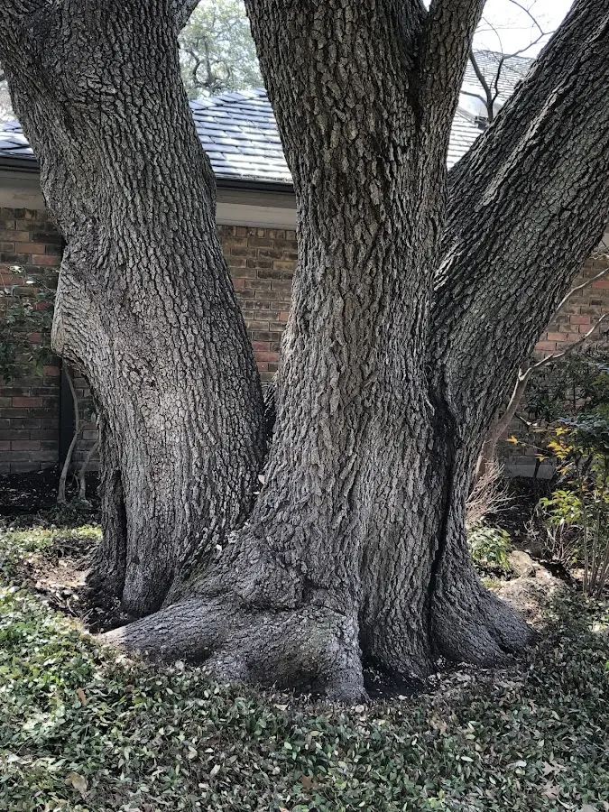 Mature heritage tree close to a Meadow Creek property cared for by certified arborists
